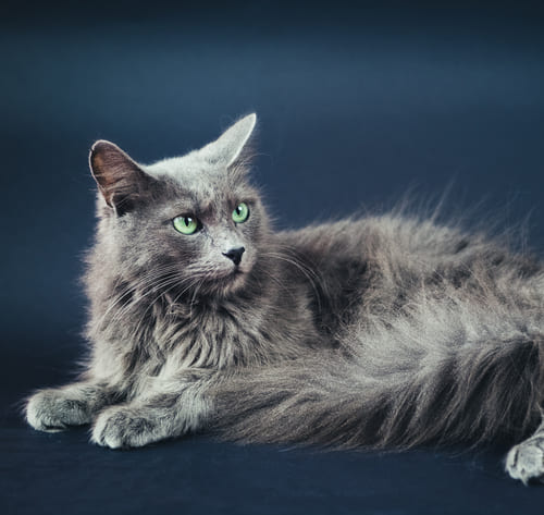 Long haired hot sale blue cat